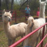 llamas at nolensville buttercup festival 2013